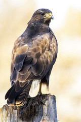 Common buzzard (Buteo buteo)