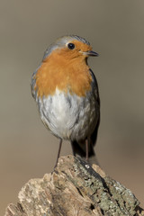 Robin redbreast, Erithacus rubecula, perched on a tree trunk. Spain