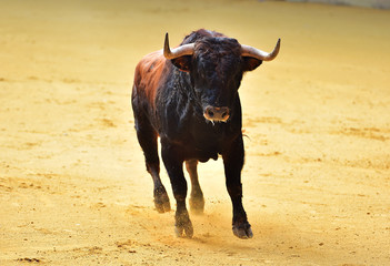bull