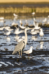 Dos aves compañeras, una garza real y una gaviota reidora juntas con un montón de gaviotas alrededor