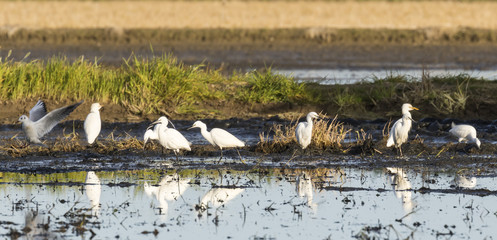 un grupo de aves de garceta com&uacute;n (Egretta garzetta) en la orilla de una laguna