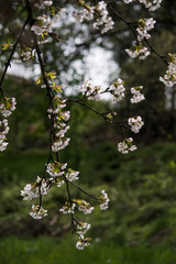 Cherry blossom
