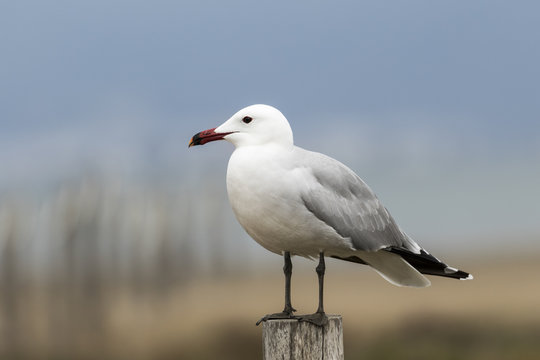 Primer plano de una ave, gaviota de audouin (Larus audouinii) posada en un tronco.