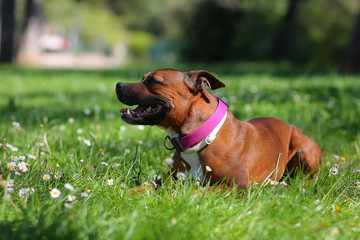 staffordshire bull terrier in the grass