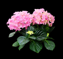 Pink hydrangea isolated on a black background.
