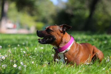 staffordshire bull terrier in the grass