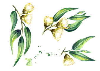 Set of eucalyptus cosmetics and medicinal plant with leaves and flowers, isolated on white background. Watercolor hand drawn illustration © dariaustiugova