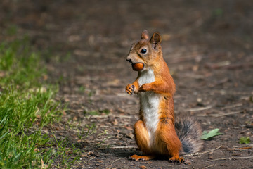 Naklejka na ściany i meble Squirrel standing on two legs with a nut in its mouth