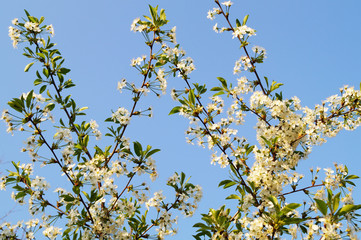 черешня в цвету