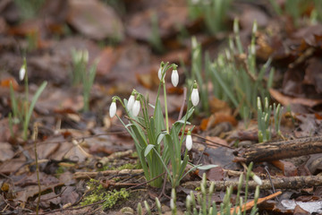 A group of snowdrops grows from old withering foliage
