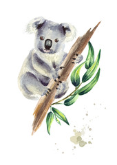Koala bear sitting on eucalyptus branch, isolated on white background. Watercolor hand drawn illustration