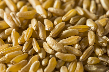 Raw Organic Dry Kamut Berries Grain