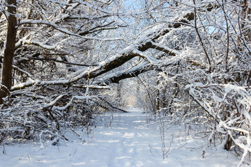 Footpath in snowy forest. Winter rural landscape