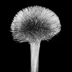 suchy czarno biały kwiat na czarnym tle o wysokim kontraście  - 189783923