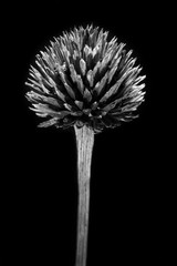 sucha czarno biała roślina na czarnym tle o wysokim kontraście  - 189783929
