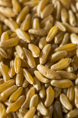 Raw Organic Dry Kamut Berries Grain