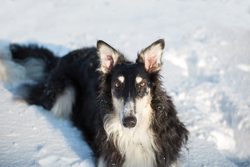 Black and white fluffy borzoi dog with the big ears lies on snow and looking in camera