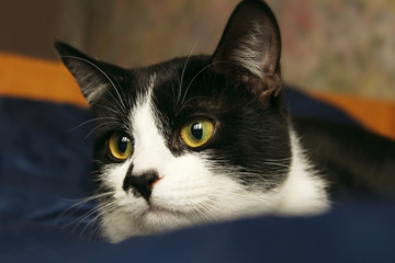 Cute Tuxedo Cat With Funny Face. Close up of a Cat, Cropped Shot. Animal Portrait.Cat Lying in Bed. Cat.
