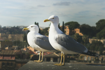 Obraz premium Two seagulls standing against view of the city of Rome blurred