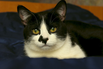 Cute Tuxedo Cat With Funny Face. Close up of a Cat, Cropped Shot. Animal Portrait.Cat Lying in Bed. Cat.
