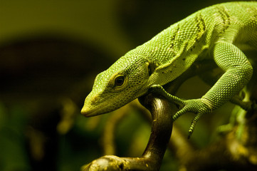 Green Lizard taken at Chester Zoo