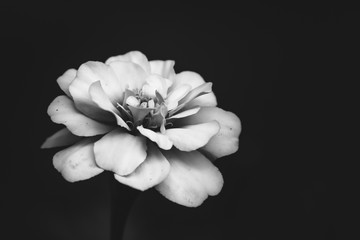 White flower on a black background