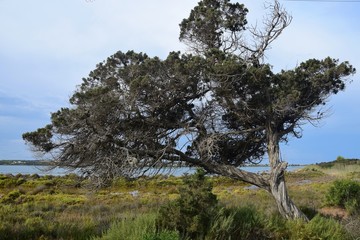 Knorriger Baum am See Estany Pudent auf Formentera