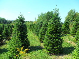 Fototapeta na wymiar christmas tree plantation