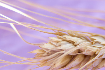 Wheat ears, ripe spikelet isolated on pink background, closeup, abstract background.