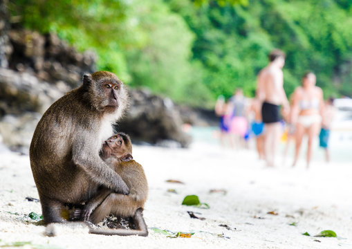 Monkey Mather with child on famous Monkey Beach, Phi Phi Islands, Thailand. Behind, Tourists enjoy the wonderful beach.