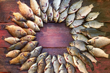 Caught carp fish on wood. Catching freshwater fish on wood background. Round a lot of bream fish, crucian or roach on natural wood background. Background from big quantity river fishes on wooden