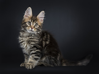 Fototapeta na wymiar Classic brown tabby Maine Coon cat / kitten sitting side ways isolated on black background