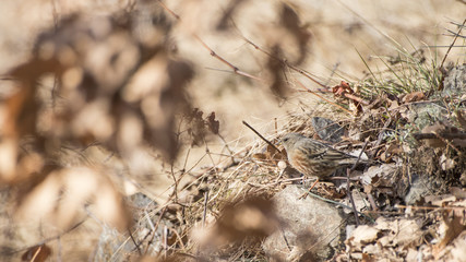 Sparrow bird in a beautiful background