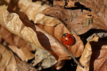 Naklejka premium Siebenpunkt-Marienkäfer (Coccinella septempunctata) auf Herbstlaub 