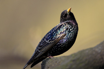 Single Common Starling bird on a tree branch during a spring nesting period