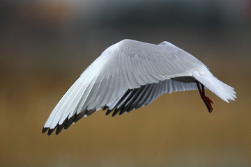 Single Laughing gull in flight within reed on a during a spring period
