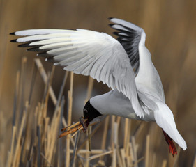 Single Laughing gull in flight within reed on a during a spring period