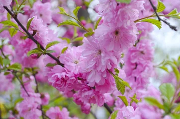 Papier peint Fleur de cerisier Цветущая сакура
