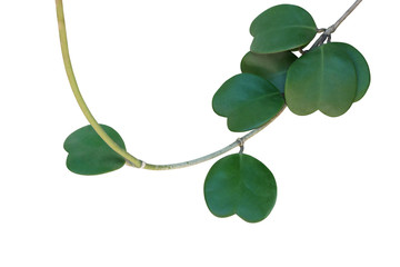 Heart shaped succulent green leaves of tropical climbing plant Sweetheart Hoya or Valentine Hoya (Hoya kerrii ) with vine stem isolated on white background, clipping path included.