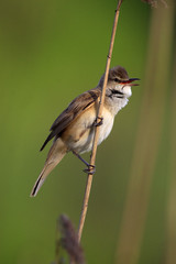Single Great Reed Warbler on a reed stem during a spring period