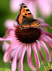 Single Small Tortoiseshell butterfly on a colorful garden flower during a spring period