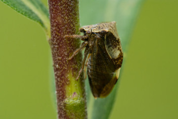 Two-horned Treehopper