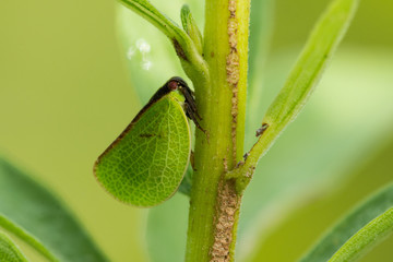 Two-striped Planthopper