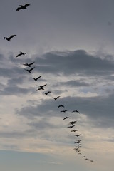 Migration