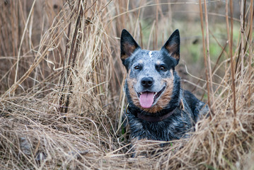 Australian Cattle Dog