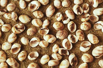 Seashell collection on sand. Top down view.