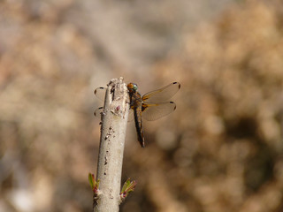 Scarce Chaser (female) on the Lycian Way, Turkey