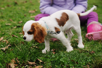 7 year old girl is walking with a puppy in the park