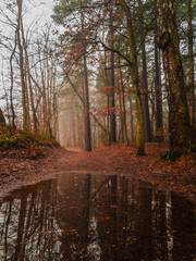 Landscape of the woods at autumn. Foggy day