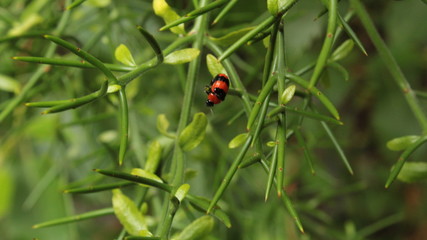 Insecto en habitat natural